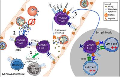 Human Vγ9Vδ2 T Lymphocytes in the Immune Response to P. falciparum Infection